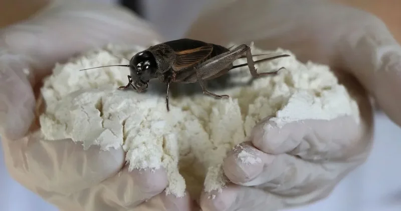 Yüksek proteinli, her türlü vitamin ve minerali içeren o mucize besin bulundu: Tek bir kötü tarafı var