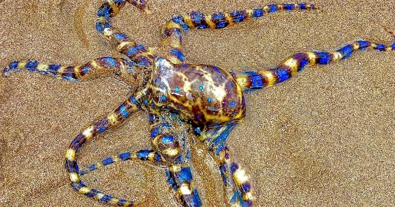 Yazın denize girerken ona dikkat edin: Zehrinin bir tedavisi yok Sözcü Gazetesi