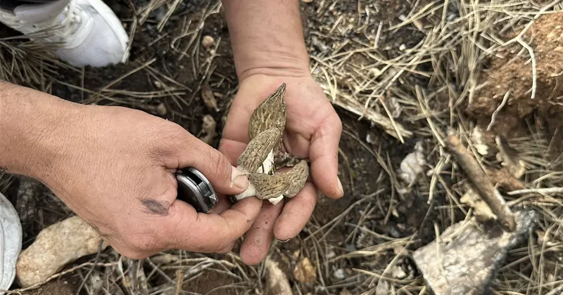 Yanan ormandan servet fışkırdı: Tazesinin kilosu bin, kurutulmuşu 7 bin TL