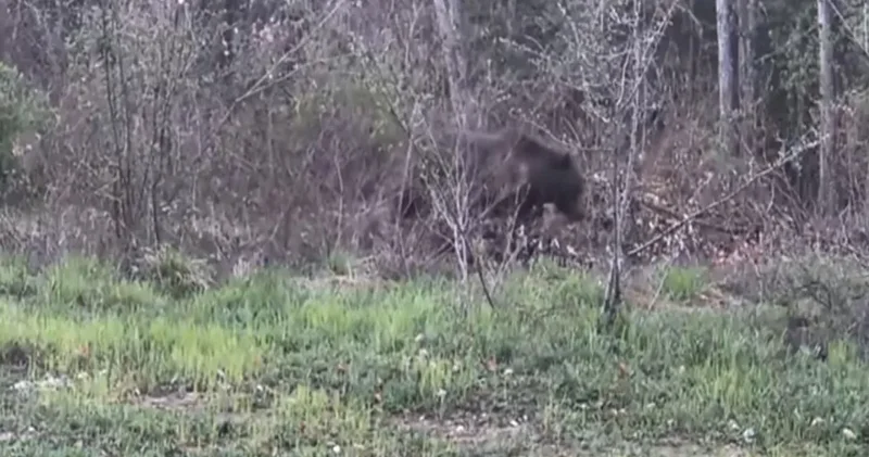 Vatandaş kayda bastı: Ayı, domuz ve gelincik kameraya yakalandı