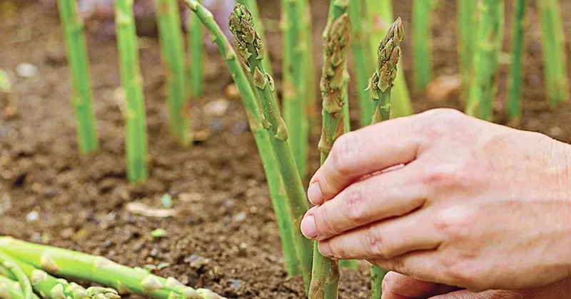 Bu bitkiyi toprağa bir kere ekince 20 yıl durmadan para kazanacaksınız Sözcü Gazetesi