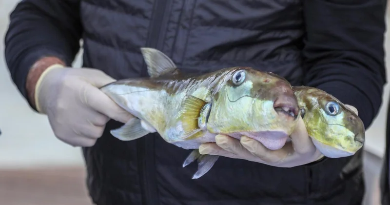 Bakanlığın teşvikleriyle 50 milyon balon balığının ekosisteme girişi engellendi