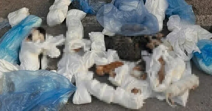 İzmir de vahşet! 33 kedi ölü bulundu... Soruşturma başlatıldı: 1 veteriner hekim gözaltına alındı