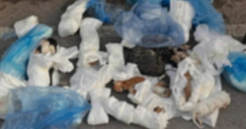 Son dakika: İzmir’de çöp konteyneri önüne bırakılan poşetlerde 33 ölü kedi bulundu Son dakika haberleri