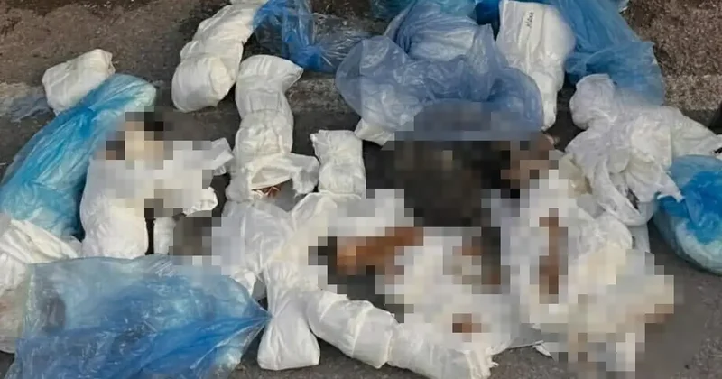 Çöpte 33 ölü kedi bulundu! İzmir de korkunç manzara