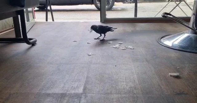 Kuaför çırağı karga Saç kesmiyor ama yere düşen saçları topluyor.... Bursa da bir karga her gün aynı saatte geldiği kuaför dükkanında yere düşen saçları topluyor Bursa Haberleri