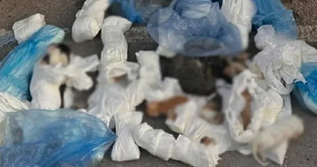 İzmir haberleri İzmir de vahşet: Poşetlere dürülmüş 33 ölü kedi bulundu 22 Mayıs 2026