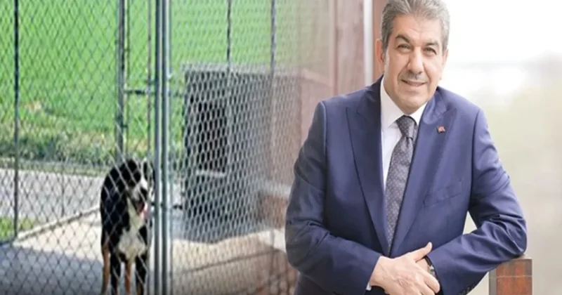 Alibaba 1900 lira, Tevfikbaba da 151 bin lira! AKP li belediye köpeklere villa mı alıyor? Sözcü Gazetesi