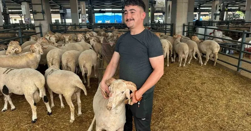 Bursa’daki sıra dışı gergedan boynuz lu koç görenleri şaşırtıyor