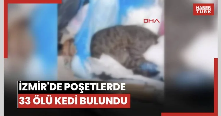 İzmir de poşetlerde 33 ölü kedi bulundu