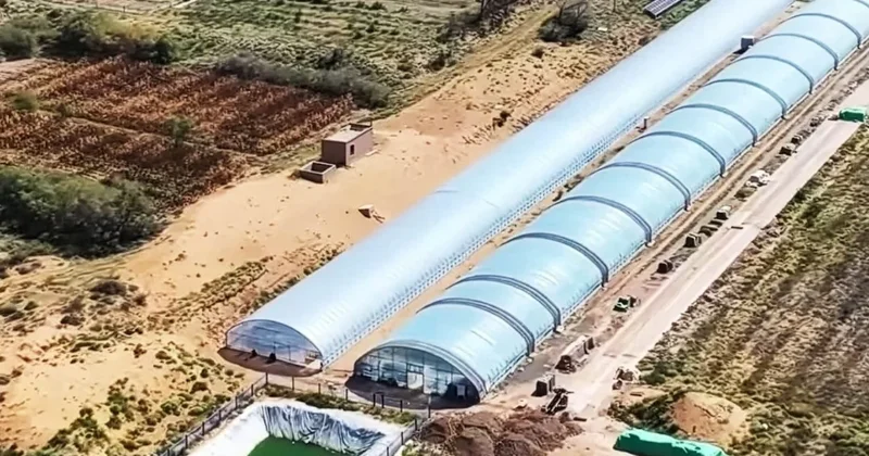 Çöl kumunu sadece 10 ayda verimli toprağa dönüştürdüler Sözcü Gazetesi