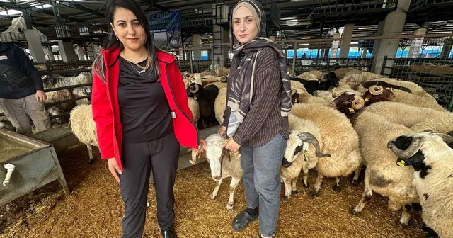 İki genç kuzen celep, Bursa daki kurban pazarında rekabeti artırdı Bursa Haberleri