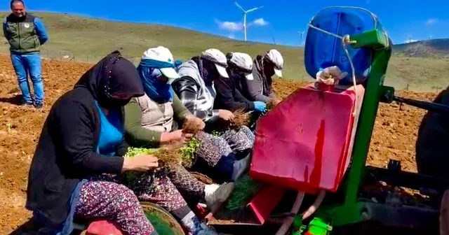 Yıllardır atıl durumda olan tarım arazilerine kekik ekimine başlandı Afyonkarahisar Haberleri