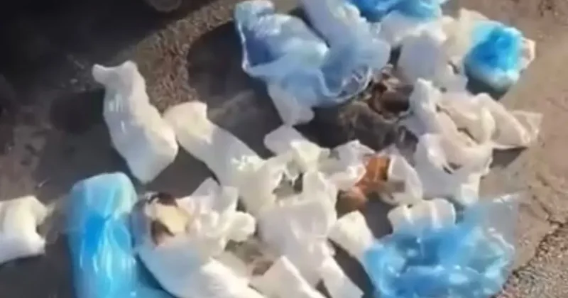 İzmir de kedi vahşeti: Kan donduran görüntüye soruşturma! Dikkat çeken hasta bezi detayı...