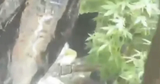 Düzce de jandarmadan uyuşturucu operasyonu: Evini iklimlendirme sistemiyle seraya çevirmiş VİDEO İZLE