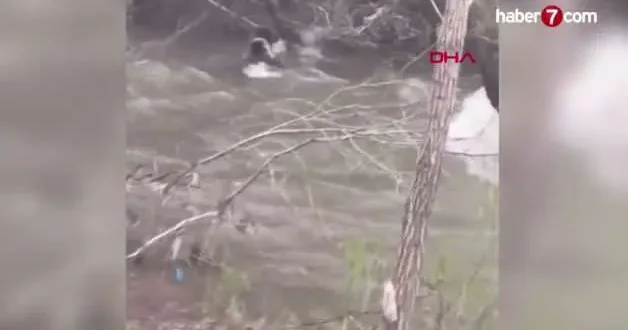 Sivas ta anne ayının akıntıya kapılan yavrusunu kurtarma mücadelesi