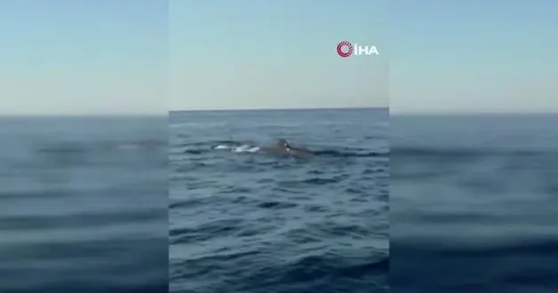 Alanya açıklarında balina heyecanı kamerada