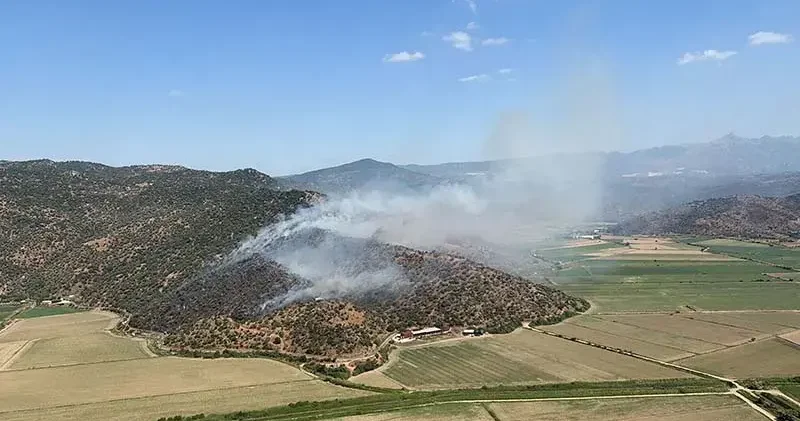 Aydın da zeytinlik yangını
