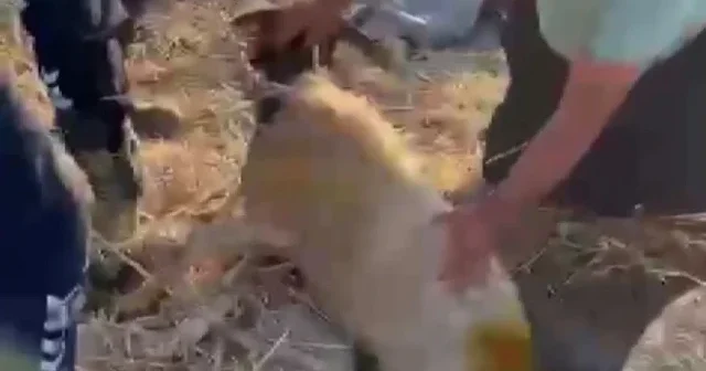 Hatay da kuyuya düşen koyunlar kurtarıldı VİDEO İZLE