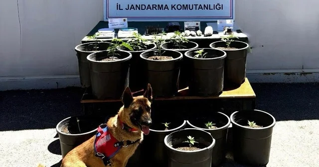 Saksıda yetiştirilen uyuşturucu fide aşamasında ele geçirildi Sivas ta jandarmadan uyuşturucu operasyonu: 5 şüpheli gözaltına alındı Sivas Haberleri Habertürk Yerel Haberler