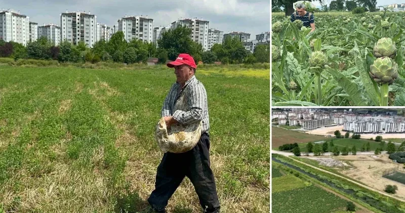 Lüks konutların arasında sıkışan miras: Hasanağa enginarı betonlaşmaya direniyor Hayat Haberleri