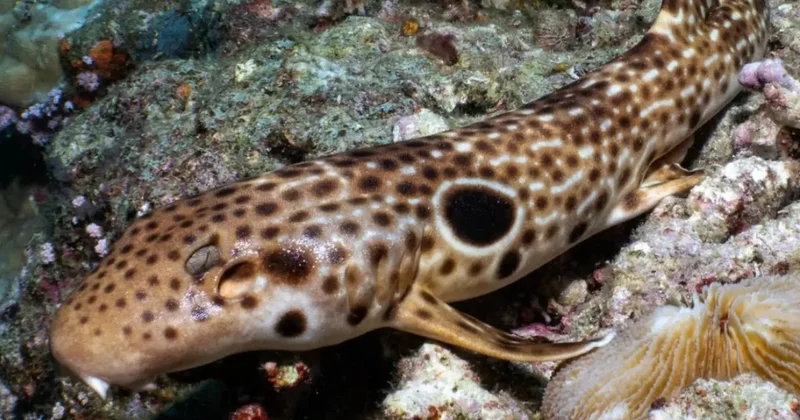Yürüyebilen köpek balığı keşfedildi Sözcü Gazetesi