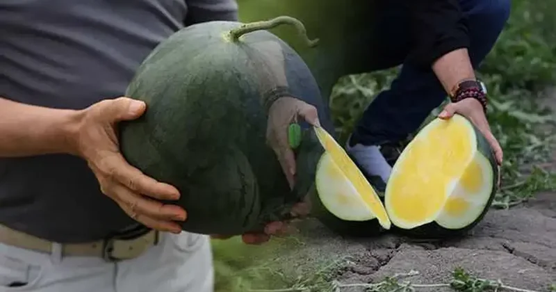 Adana da üretildi! Ortadan yaran kelek sanıyor