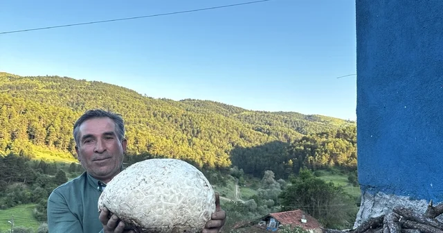 Vatandaşın bulduğu 5 kiloluk mantar şaşırttı Çorum Haberleri Habertürk Yerel Haberler