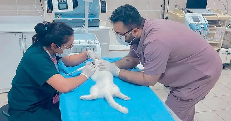 5 yıldızlı hayvan hastanesi
