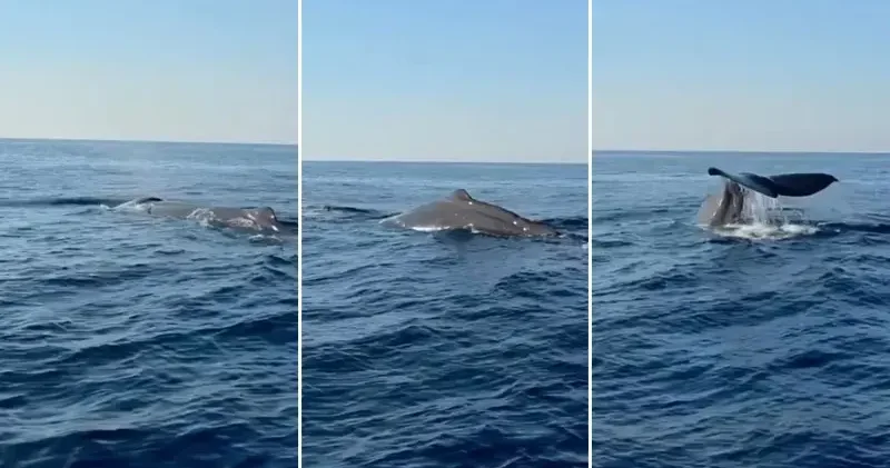 Amatör balıkçı, Akdeniz de balina görüntüledi