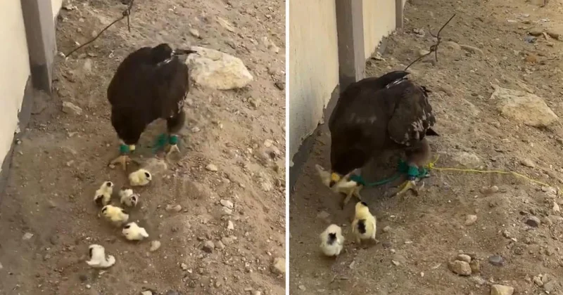 İnsan olan bunu nasıl yapar? Bu görüntüye büyük tepki var