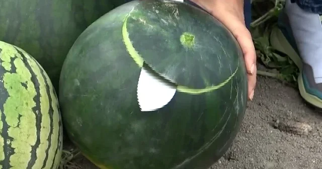 Bu karpuzu görenler hayrete düşüyor: Dışı normal içi sarı VİDEO İZLE