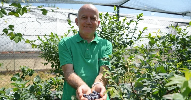 Maviyemişte hedef 100 bin ton üretim: Türkiye artık 8 9 ay üretim yapabiliyor Samsun Haberleri Habertürk Yerel Haberler
