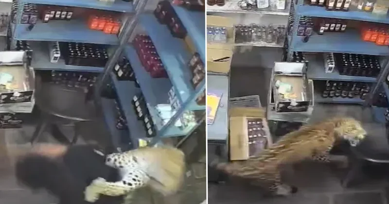 Dükkana giren leopar dehşet saçtı! O anlar anbean kaydedildi