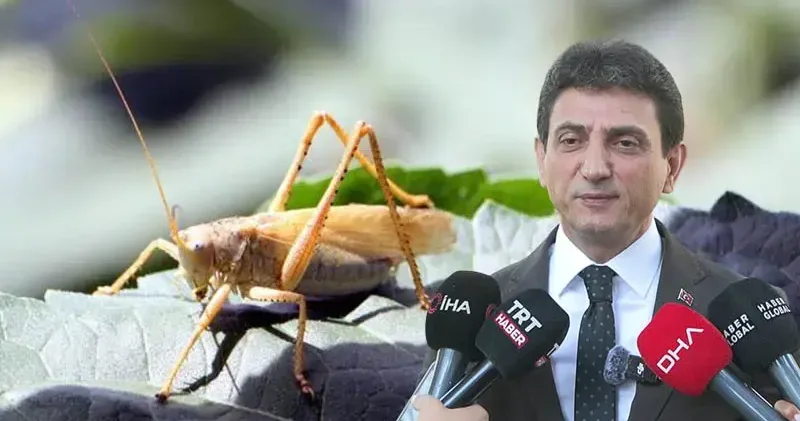 İstanbul İl Tarım Müdürü Parıldar: İstanbul da çekirge istilasından bahsetmek mümkün değil