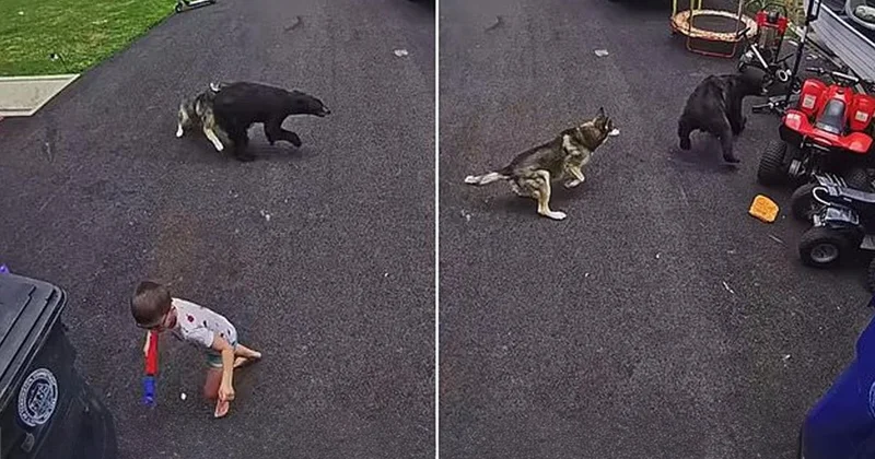 6 yaşındaki çocuğu ayı saldırısından köpeği kurtardı