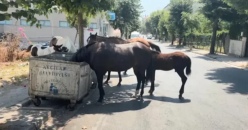 İstanbul’da başıboş atlar tehlikeye davetiye çıkarıyor