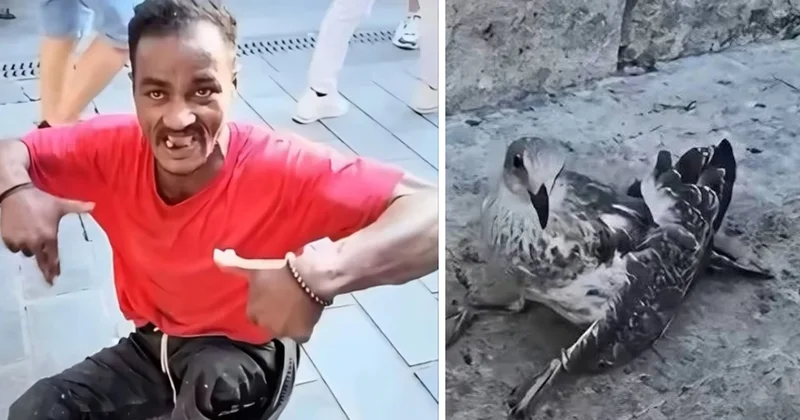 Martıların kanat ve bacaklarını falçatayla kesen cani bakın kim çıktı Sözcü Gazetesi