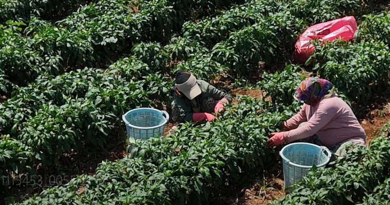 Ağlaya ağlaya hasat ediyorlar: Tarlada 50 lira, pazarda 80 lira Sözcü Gazetesi