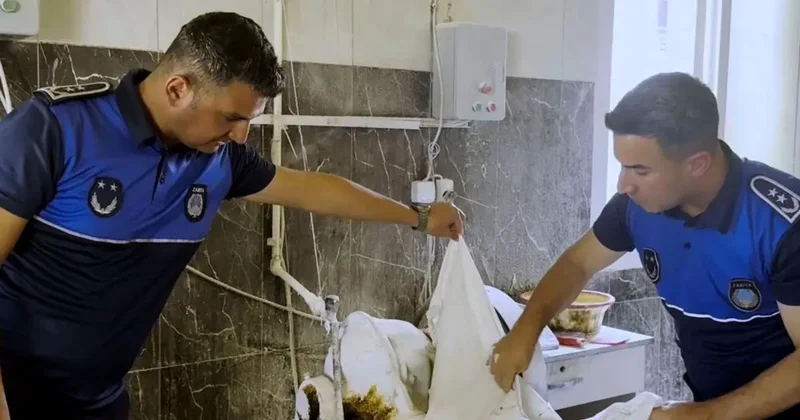 Vatandaşa yedireceklerdi! Tarsus ta fırın denetimlerinde haşereli hamur tespit edildi