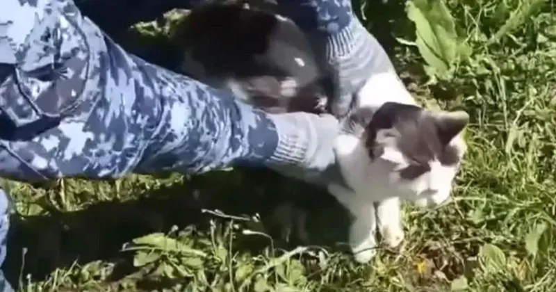 Rusya’da cezaevine uyuşturucu taşıyan kedi yakalandı