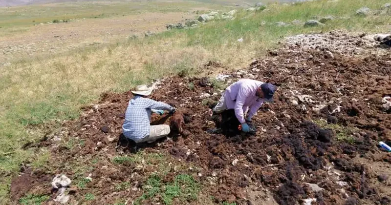 Bir zamanlar altın değerindeydi, bedava veriliyor alan yok! İmha ediliyor