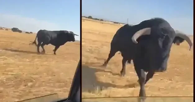 Kızgın boğa araca saldırdır korku dolu anlar kameralara yansıd