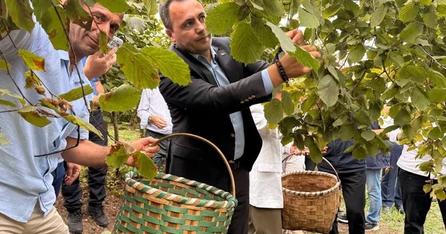 Akçakoca da fındık bereketi Geleneksel hasat şenliği coşkuyla gerçekleşti Düzce Haberleri Habertürk Yerel Haberler