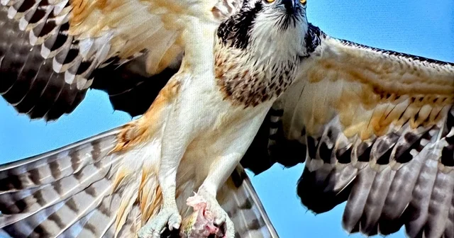 Suya dalabilen tek yırtıcı kuş olan balık kartalı , Uluabat Gölü nde görüntülendi Bursa Haberleri