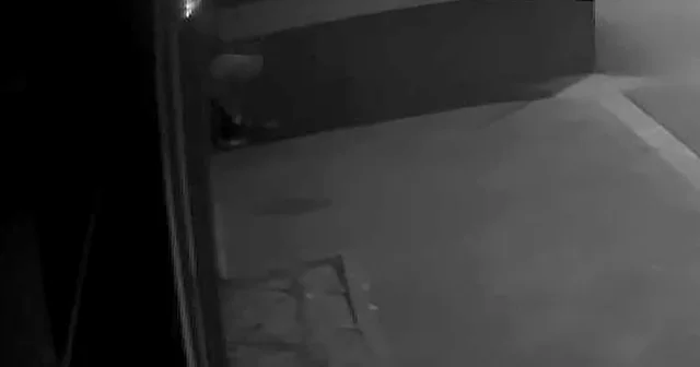 Çelik kasa hırsızı, iç çamaşırından alınan DNA eşleştirmesiyle yakalandı Adana Haberleri
