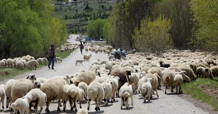 Geleneksel göç: Yayla mesaisinin sonu... Sürüleriyle kilometrelerce yol yürüyorlar