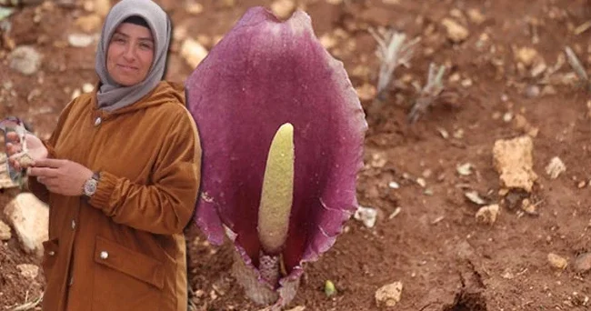 Mantar toplarken fark etti dünya tarihine geçti! Zehirli bir tür! Türkiye bu cinsin en önemli çeşitlenme merkezlerinden biri