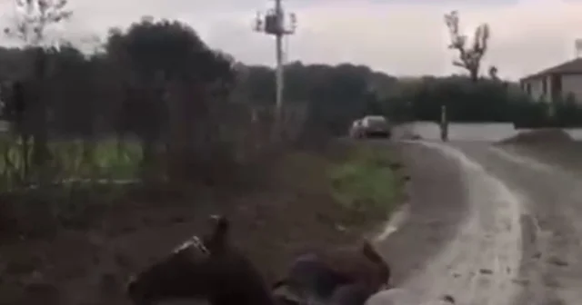 Kaçak çekilen elektrik hatında akıma kapılan 2 attan 1 i öldü Kocaeli Haberleri