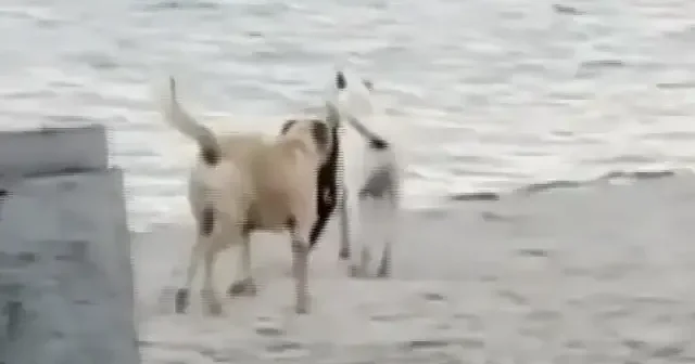 İstanbul’da sahipsiz köpekler kapkaç yapmaya başladı VİDEO İZLE